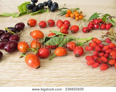 Wild Fruits In Autumn With Barberries, Cornelian Cherries, Sea Buckthorn Fruits, Rose Hips, Sloes Fr
