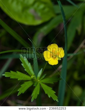 Tormentil Or Septfoil Potentilla Erecta Flower Macro, Selective Focus, Shallow Dof.