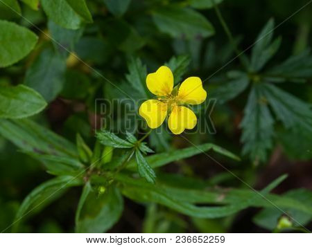 Tormentil Or Septfoil Potentilla Erecta Flower Macro, Selective Focus, Shallow Dof.