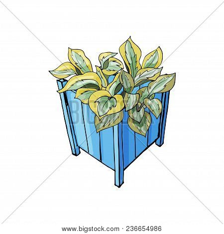 Blue Garden Pots With Hosta Flower. Hand Drawn And Colored Sketch Isolated On White Background. Vect