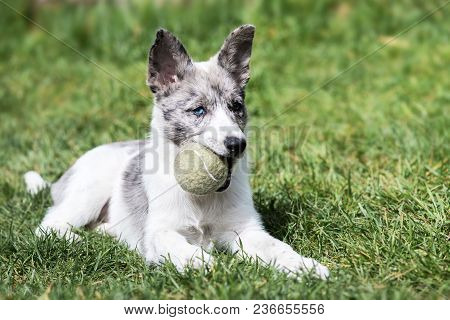 Puppy Holding A Tennis Ball In The Mouth. Border Collie.