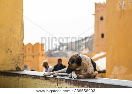 The Dog Lies On The Wall. Pictures Of India. Amer Fort