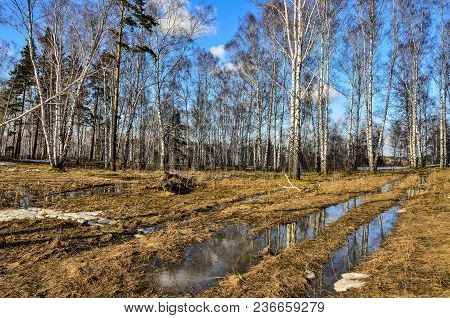 Early Spring Landscape At The Adge Of White Birch Forest With Patch Of Melting Snow And Puddle Of Me