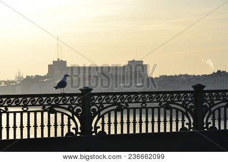 A seagull sits on a fence of a sunlit bridge