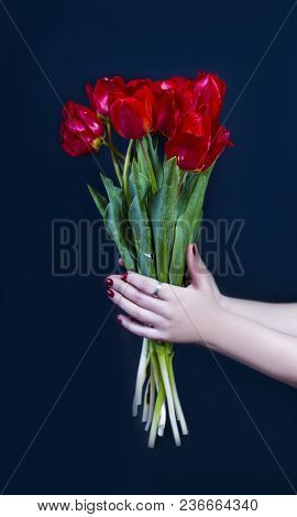 Floral, Tulip, Red, Bouquet, Beautiful, Spring, Spring Breath,