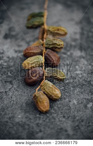 Sweet arabian bunch of ripening date fruits on grunge background. A sample of ripening and ageing dates.