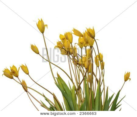 Tulips Isolated