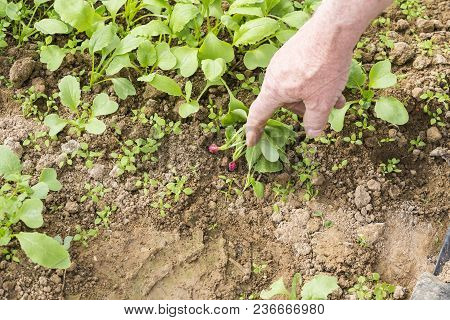 Young Small Radish Plants With Hand Of Senior Garden. Permaculture In France