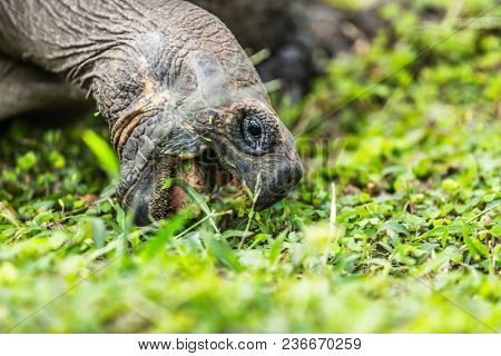 Galapagos Tortoise eating grass on Santa Cruz Island. Galapagos Giant Tortoises are iconic to and only found Galapagos. Animals, nature and wildlife nature from Galapagos Islands.