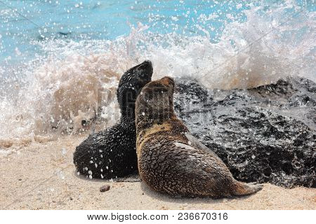 Galapagos Sea Lion cubs playful playing in sand and waves lying on beach on Galapagos Islands. Animals and wildlife nature on Galapagos, Ecuador, South America. Cute animals.