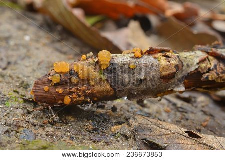 The Exidia Dacrymyces Fungus On Tree Branch