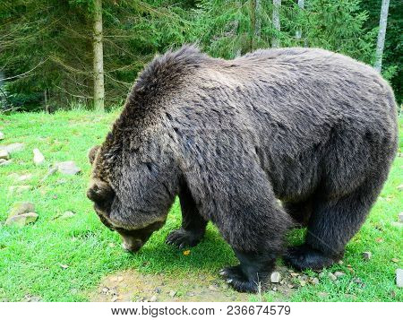 Brown Bear Reservation, Wild Life Of Carpathian Forests
