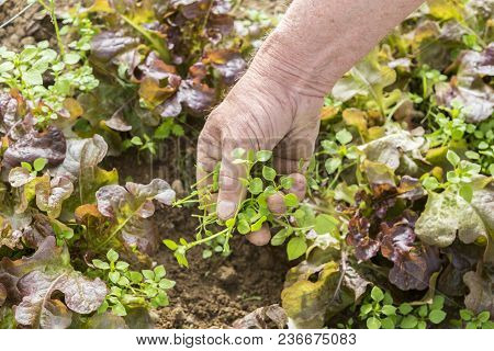 A Greenhouse White With Strawberry Plants With Straw, In French Garden