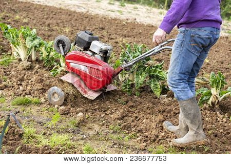 Senior Farmer Gardener Working In The Garden With Rototiller , Tiller Tractor, Cutivator, Miiling Ma
