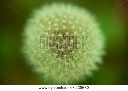Dandelionball
