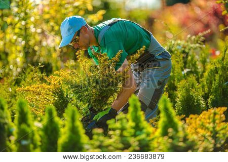 Caucasian Gardener Looking For A New Plants For Garden Project. Landscaping Theme.