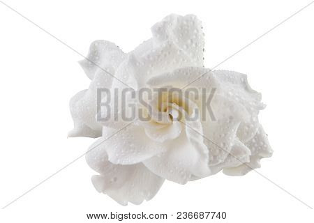 Beautiful White Flower Gardenia On  White Background