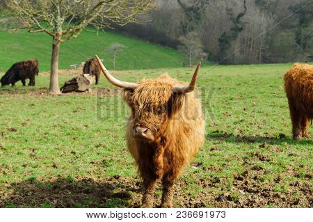 Highland Cattle A Scottish Known For Their Shaggy Coats Long Horns A Hardy Breed Suited To The Cold 
