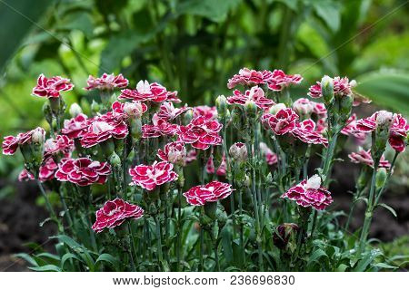 Pink Carnation Flowers In Summer Garden. Dianthus Caryophyllus.