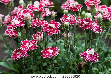 Pink Carnation Flowers In Summer Garden. Dianthus Caryophyllus.