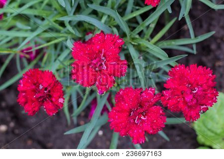 Pink Carnation Flowers In Summer Garden. Dianthus Caryophyllus.