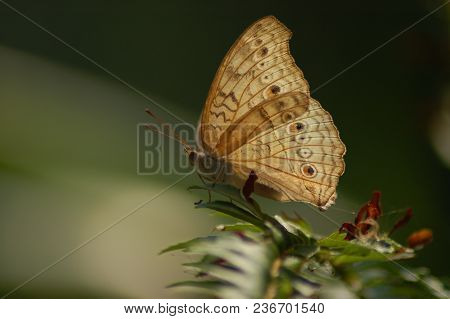 The Vintage Pattern On The Wing Of Butterfly
