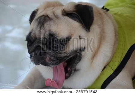 The Dog Is Rolling Up Its Tongue