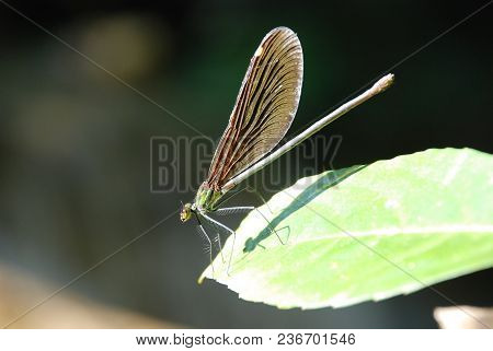The Dragonfly Prepare To Take Off Now