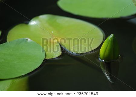 The Reflection Of Budding Lotus In The Pond
