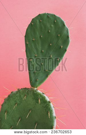Green Cactus Opuntia Flat On Pastel Pale Pink Background.