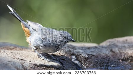 Chestnut Vented Tit-babbler Drinks Water From A Waterhole In The Kalahari Desert