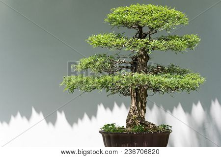 Bonsai Tree Against White Wall In Baihuatan Public Park, Chengdu, China