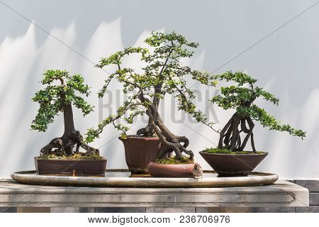 Four Bonsai Trees On A Table With A Bird In Baihuatan Public Park, Chengdu, China