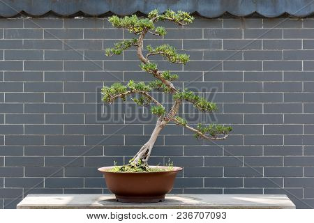 Bonsai Tree Against Brick Wall In Baihuatan Public Park, Chengdu, China