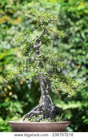 Bonsai Tree Against Green Background In Baihuatan Public Park, Chengdu, China