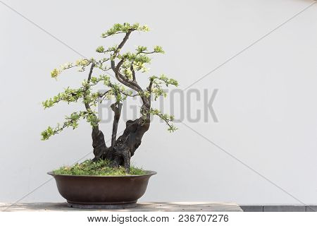 Bonsai Tree On A Table Against White Wall In Baihuatan Public Park, Chengdu, China