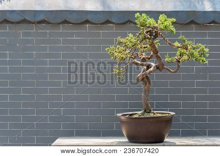 Bonsai Tree Against Brick Wall In Baihuatan Public Park, Chengdu, China