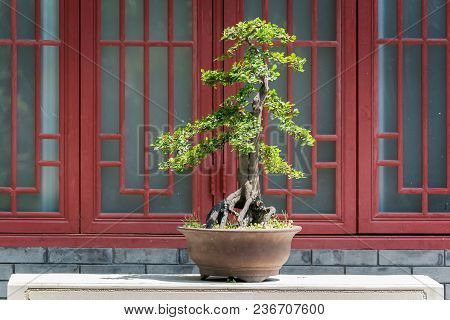 Bonsai Tree On A Table Against A Red Window In Baihuatan Public Park, Chengdu, China