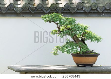 Bonsai Tree On A Table Against White Wall In Baihuatan Public Park, Chengdu, China