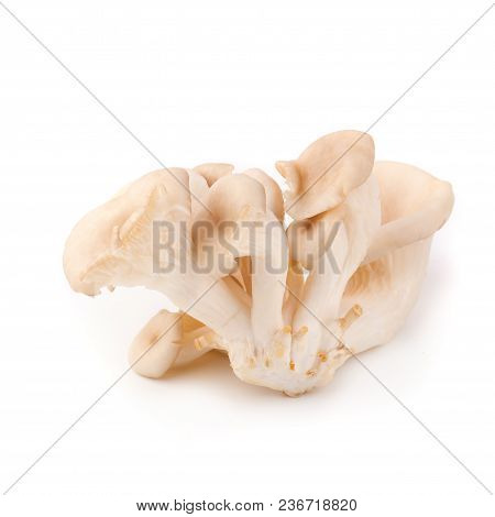 White Panus Polychrous Isolated On A White Background