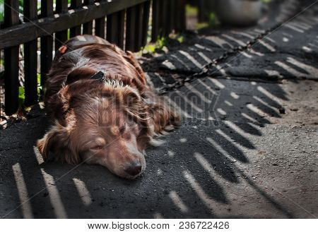 Close-up Portrait Of Young Cute Sad Or Unhappy Chained Brown Or Red Dog Lying Or Resting On Old Vill