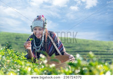 Sia Worker Farmer Women Were Picking Tea Leaves For Traditions In The Sunrise Morning At Tea Plantat
