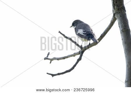 Black Nurse Bird Or Ficedula Hypoleuca On Tree