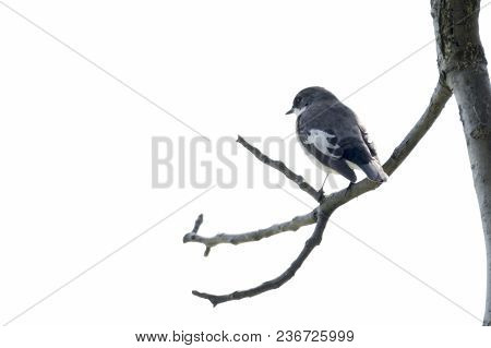 Black Nurse Bird Or Ficedula Hypoleuca On Tree