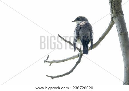 Black Nurse Bird Or Ficedula Hypoleuca On Tree
