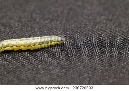 Close Up Of Beet Armyworm On Black Background