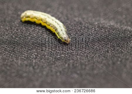 Close Up Of Beet Armyworm On Black Background
