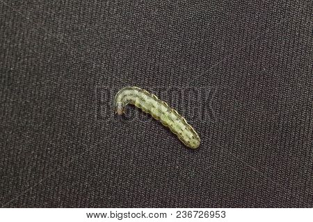 Close Up Of Beet Armyworm On Black Background