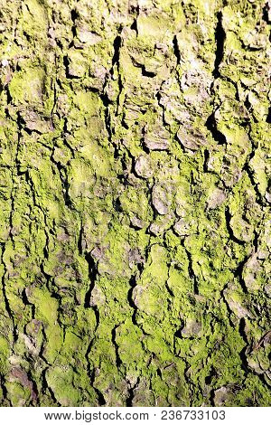 The Green Bark Of A Tree Is A Spruce. Texture. Background.