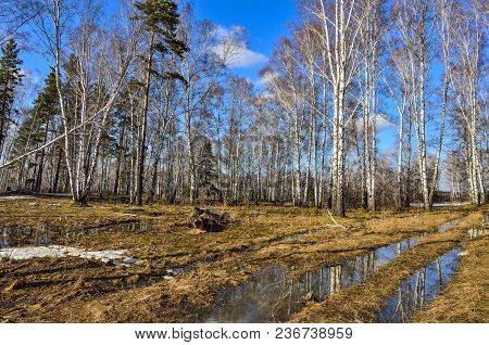 Early Spring Landscape At The Adge Of White Birch Forest With Patch Of Melting Snow And Puddle Of Me